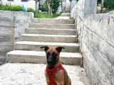 Belçika Malinois Yavru