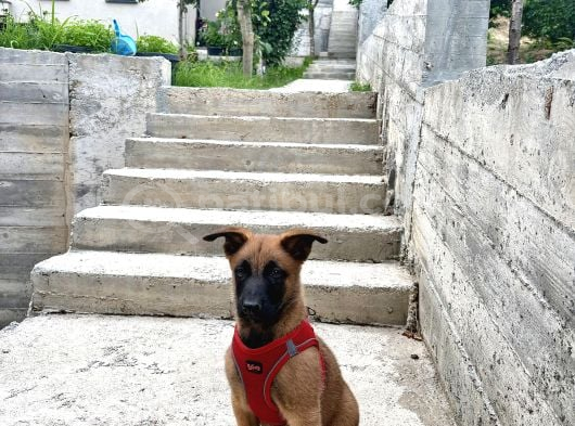 Belçika Malinois Yavru