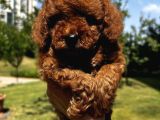 Kore Kan Çok Özel Pek Güzel Poodle Yavrulari
