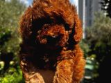 KORE KAN ÇOK ÖZEL PEK GÜZEL POODLE YAVRULARI