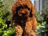 KORE KAN En ÖZEL POODLE YAVRULARI
