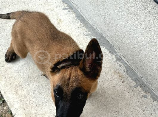 Belçika Malinois Yavru görsel