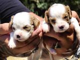 Enerji Dolu Jack Russell Yavruları