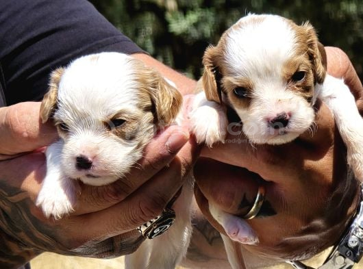 Enerji Dolu Jack Russell Yavruları görsel