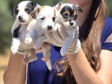 Enerji Dolu Jack Russell Yavruları