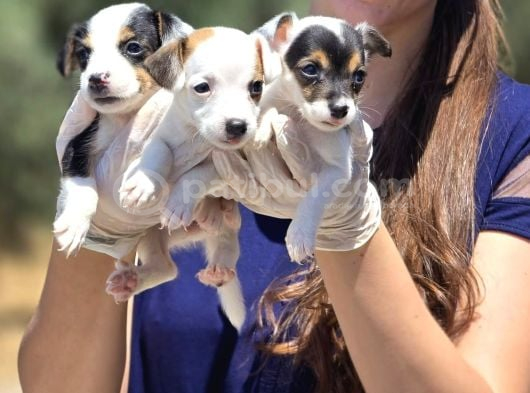 Enerji Dolu Jack Russell Yavruları görsel