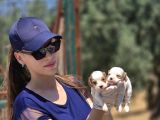 Enerji Dolu Jack Russell Yavruları