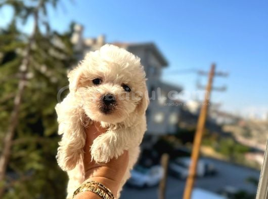 Maltese Bebeklerim görsel