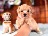 İpeksi Tüyler Muhteşem Karakter Maltipoo Bebekler