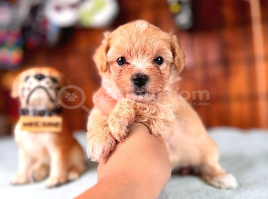 İpeksi Tüyler Muhteşem Karakter Maltipoo Bebekler görsel