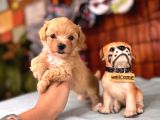 İpeksi Tüyler Muhteşem Karakter Maltipoo Bebekler