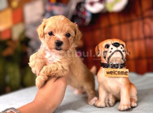 İpeksi Tüyler Muhteşem Karakter Maltipoo Bebekler