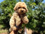 Minnacık 0 Boy Maltipoo Bebeklerimiz