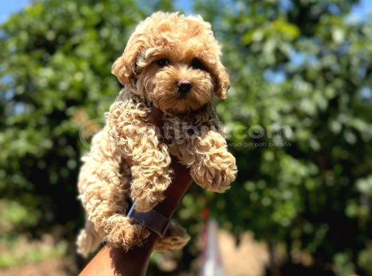 Minnacık 0 Boy Maltipoo Bebeklerimiz görsel