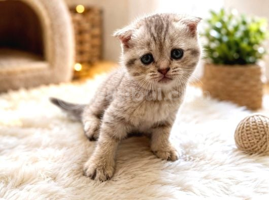 scottish fold Yavrular yeni yuvalarını arıyor Kocaeli