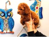 Red Toy Poodle Yavrular Şecereli Anne Baba Güvenli Teslimat