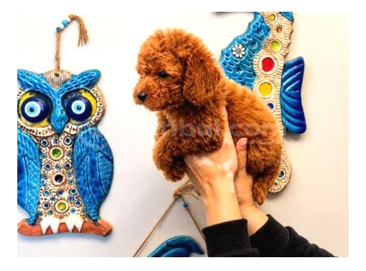 Red Toy Poodle Yavrular Şecereli Anne Baba Güvenli Teslimat görsel