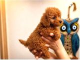 Red Toy Poodle Yavrular Şecereli Anne Baba Güvenli Teslimat