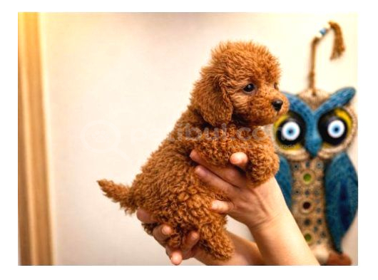 Red Toy Poodle Yavrular Şecereli Anne Baba Güvenli Teslimat görsel