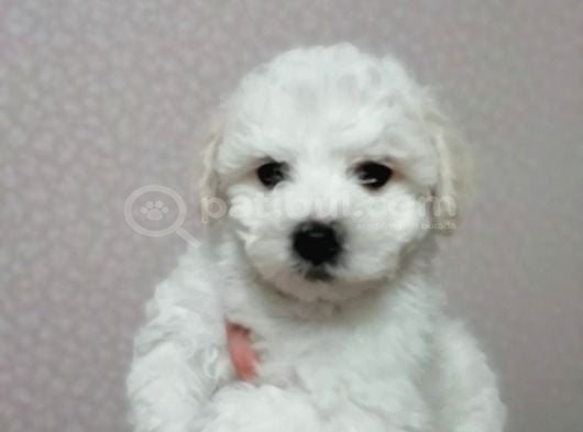 Orjinal Bichon Fri̇se Yavrularımız görsel