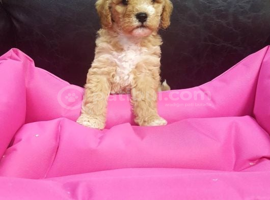 İnanilmaz Güzelli̇kte Malti̇poo Yavrular görsel