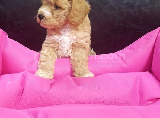 İnanilmaz Güzelli̇kte Malti̇poo Yavrular görsel