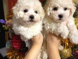 Orjinal Bichon Fri̇se Yavrularımız