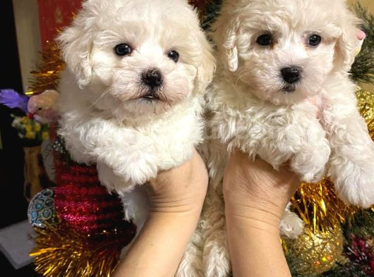 Orjinal Bichon Fri̇se Yavrularımız görsel