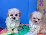 İnanilmaz Güzelli̇kte Malti̇poo Yavrular