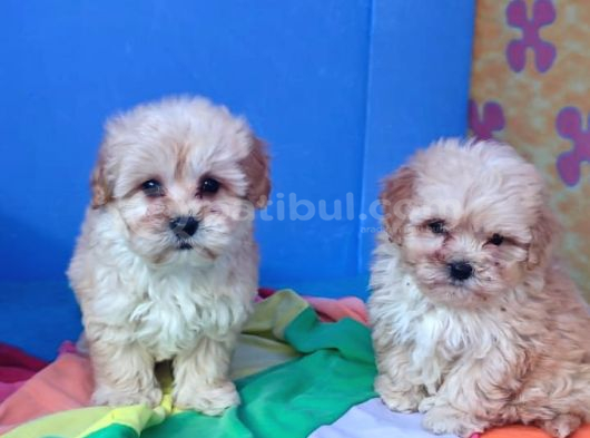 İnanilmaz Güzelli̇kte Malti̇poo Yavrular