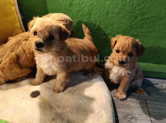 Orji̇nal Malti̇po Yavrular görsel