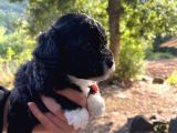 Orji̇nal Malti̇po Yavrular