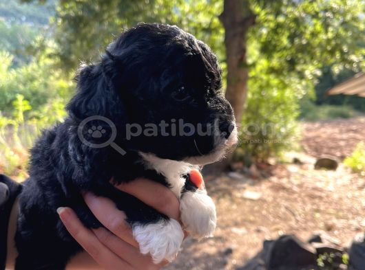 Orji̇nal Malti̇po Yavrular