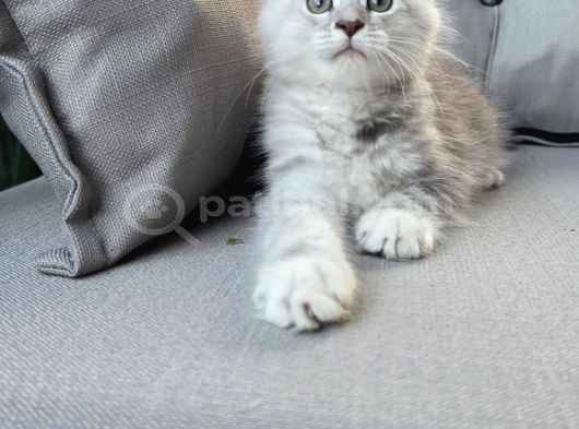 Xxl Mai̇ne Coon Dev Mi̇ni̇kleri̇m Uygun Veri̇cem görsel