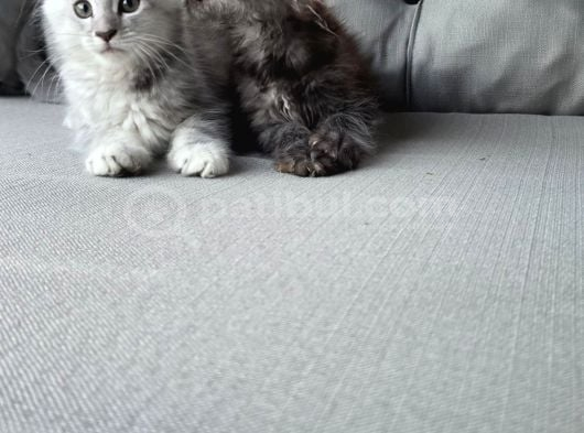 Xxl Mai̇ne Coon Dev Mi̇ni̇kleri̇m Uygun Veri̇cem görsel