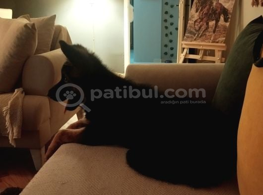 4 Aylık Alman Çoban  Erkek Ankara görsel