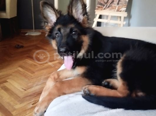 4 Aylık Alman Çoban  Erkek Ankara görsel