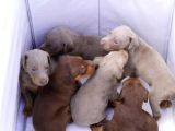 Tuvalet Eğitimli Egzotik Lilac Doberman Yavrular
