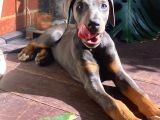 Tuvalet Eğitimli Egzotik Lilac Doberman Yavrular