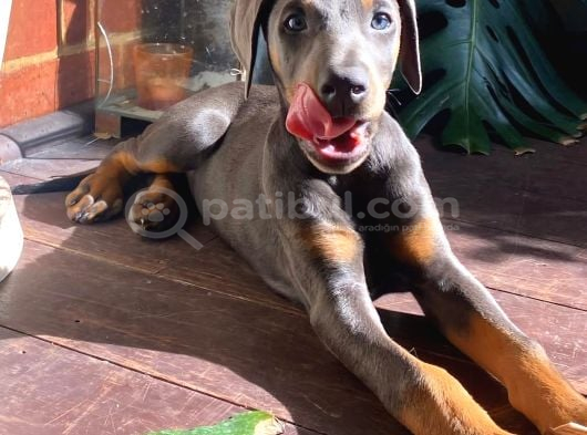 Tuvalet Eğitimli Egzotik Lilac Doberman Yavrular
