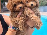 Tea Cup Red Brown Toy Poodle Yavruları İstanbul