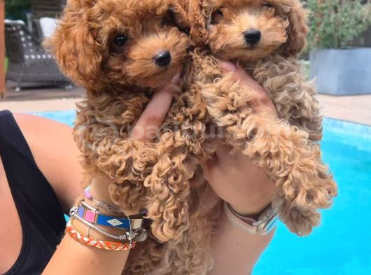 Tea Cup Red Brown Toy Poodle Yavruları İstanbul