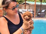 Tea Cup Poodle Bebekleri̇ Si̇zleri̇ Bekli̇yor