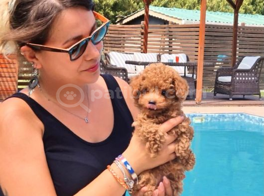 Tea Cup Poodle Bebekleri̇ Si̇zleri̇ Bekli̇yor