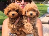 Tea Cup Poodle Bebekleri̇ Si̇zleri̇ Bekli̇yor