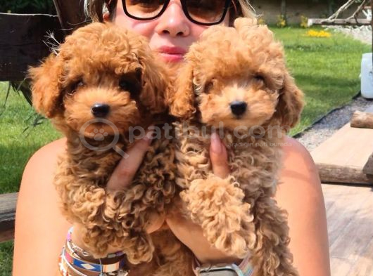 Tea Cup Poodle Bebekleri̇ Si̇zleri̇ Bekli̇yor görsel