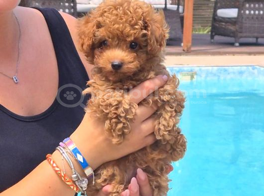 Tea Cup Poodle Bebekleri̇ Si̇zleri̇ Bekli̇yor görsel
