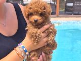 Tea Cup Red Brown Toy Poodle Yavruları İstanbul
