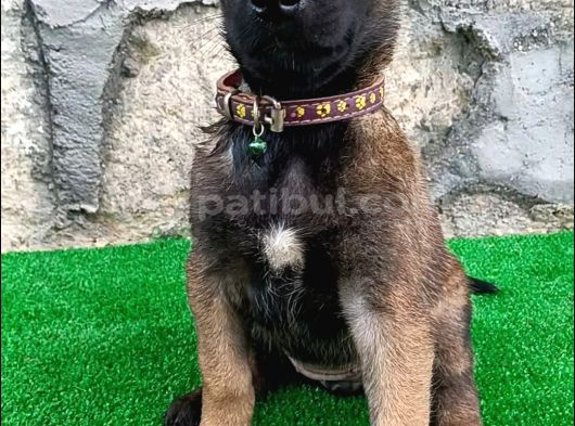 Eyüp Doğan Aksi̇yon Şi̇la Yavrulari görsel
