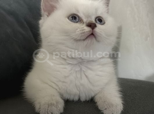 Kaliteli Blue Point görsel